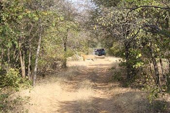 Jungle View Resort Sawai Madhopur Exterior photo